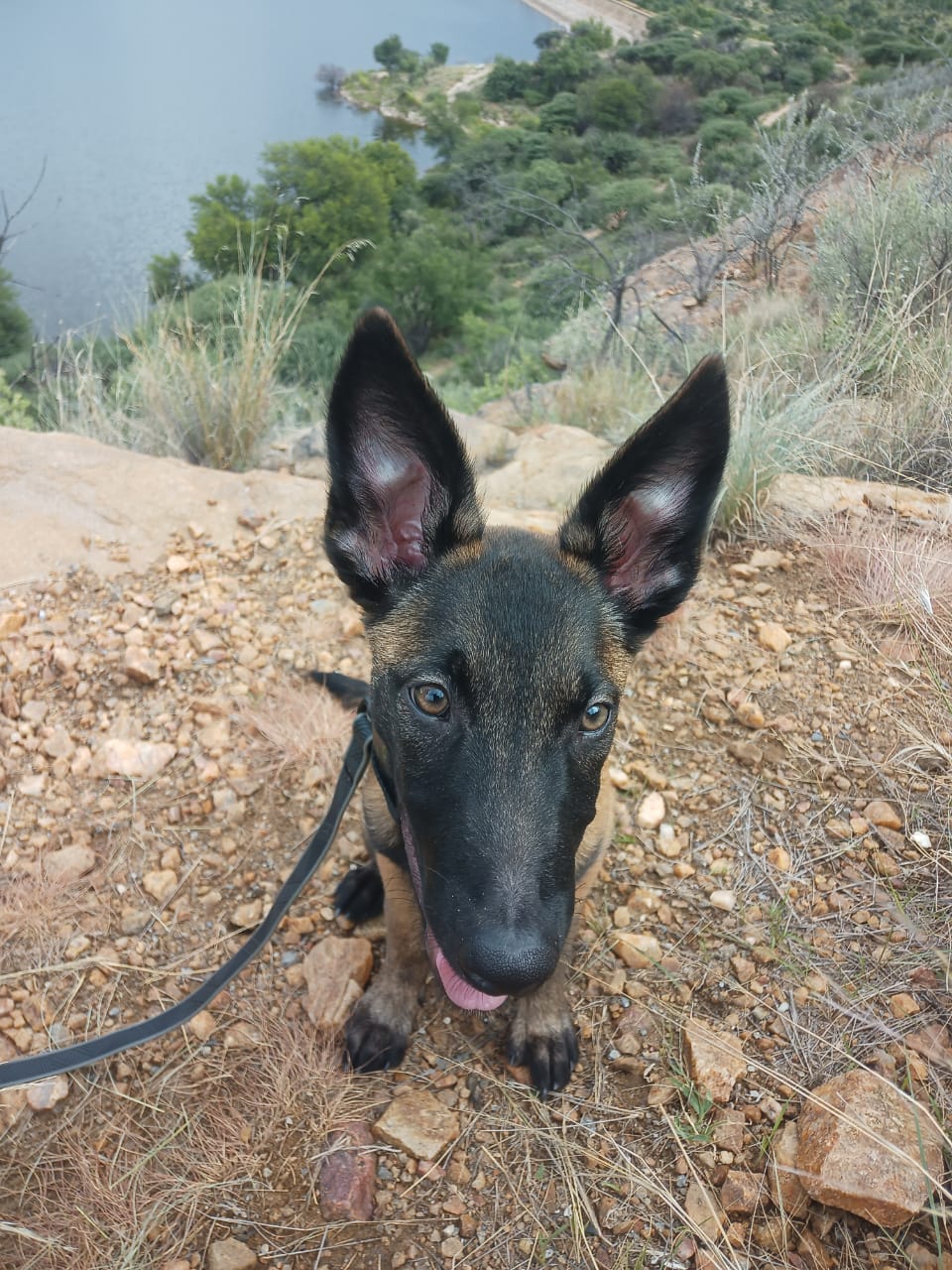 Dax the Belgian Malinois close-up portrait