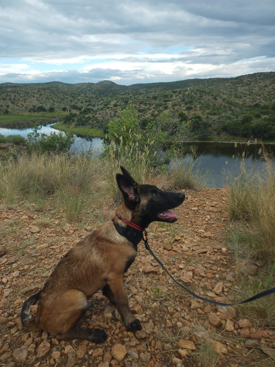 Dax the Belgian Malinois overlooking the Namibian bush